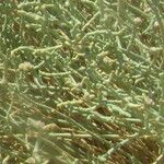 Anabasis articulata Leaf