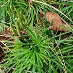 Lycopodium digitatum Hedelmä