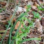 Galium rotundifolium Φύλλο