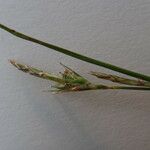 Carex distachya Λουλούδι