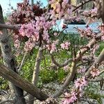 Cercis occidentalis Habit