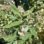 Asclepias speciosaΦύλλο