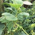 Phaseolus vulgaris Лист