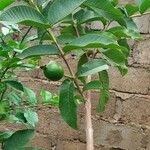 Psidium guajavaЛист