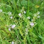 Veronica anagallis-aquatica Flower