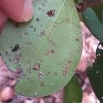 Strychnos henningsii Leaf