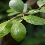 Vaccinium arboreum Leaf