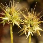 Echinaria capitata Flower