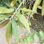 Salix pedicellata Leaf