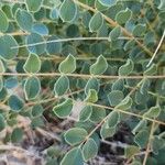 Astragalus obtusifolius Leaf