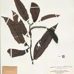 Heteropsis flexuosa Hoja