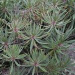 Euphorbia piscatoria Leaf