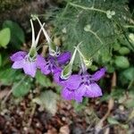 Delphinium fissum Blüte