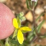 Helianthemum salicifolium Flower