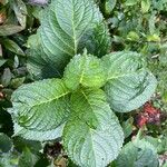 Hydrangea macrophyllaЛисток