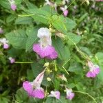 Impatiens balfouriFlower