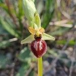 Ophrys × arachnitiformis Blüte