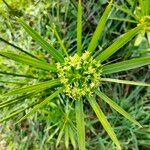 Cyperus alternifolius Leaf