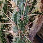 Cylindropuntia imbricata Blad