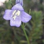 Campanula rhomboidalis Floare