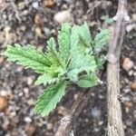 Salvia yangii Leaf