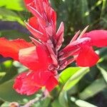 Canna indicaFlor