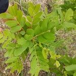 Bowdichia virgilioides Leaf