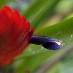 Tillandsia multicaulis Blüte