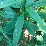 Senecio hercynicus Leaf