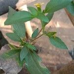 Synedrella nodiflora Blatt