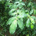 Cornus glabrata 葉