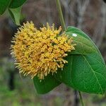 Parsonsia edulis Flor