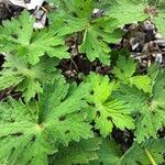 Geranium phaeumFolha