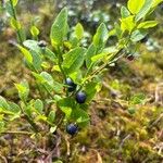 Vaccinium myrtillusFruit