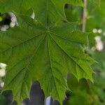 Acer platanoides 叶