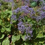 Limonium arborescens Habitus