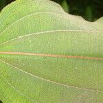 Miconia granatensis Leaf