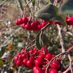 Aronia arbutifolia Fruit