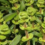 Bacopa salzmannii Habitus