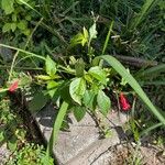 Ruellia brevifolia Blodyn