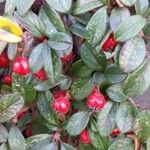 Cotoneaster dammeri Frugt