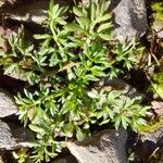 Soliva sessilis Leaf