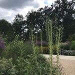 Eryngium paniculatum Virág