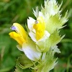 Rhinanthus pumilus Flor