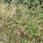 Agrostis gigantea 花