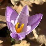 Crocus carpetanus Blüte