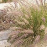 Pennisetum setaceum Fruitua