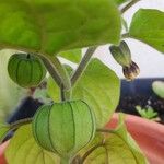 Physalis pubescens Frucht