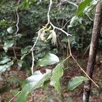 Arthroclianthus angustifolius Leaf