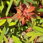 Euphorbia griffithii Otro